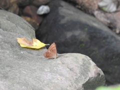 Abisara bifasciata