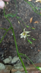 Melasphaerula graminea