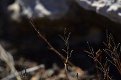 Triglochin barrelieri