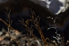 Triglochin barrelieri