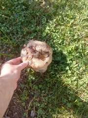 Lycoperdon utriforme