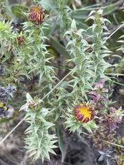 Oedera capensis