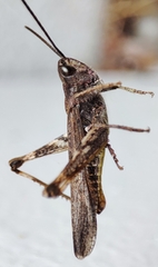 Chorthippus brunneus