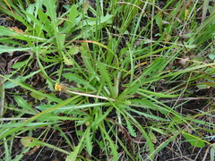 Taraxacum bessarabicum