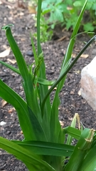 Melasphaerula graminea