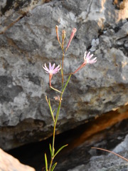 Silene corinthiaca