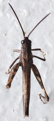Chorthippus brunneus