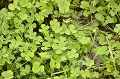 Marsilea minuta