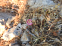 Silene corinthiaca