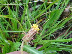 Taraxacum bessarabicum