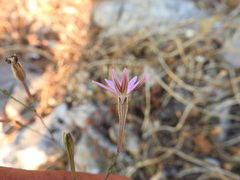 Silene corinthiaca