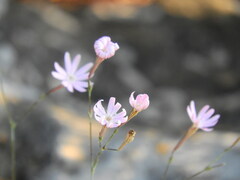 Silene corinthiaca