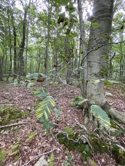 Litylenchus crenatae