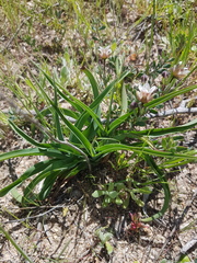 Chlorophytum triflorum