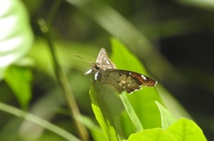 Caprona ransonnettii