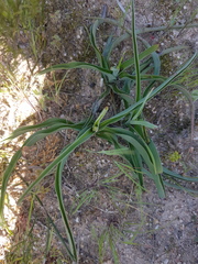 Chlorophytum triflorum