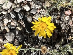 Xanthisma spinulosum