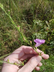 Agalinis fasciculata
