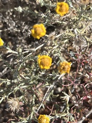 Xanthisma spinulosum