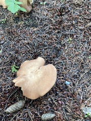 Fungi