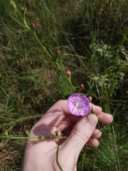 Agalinis fasciculata