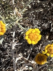 Xanthisma spinulosum