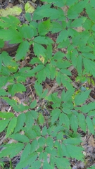 Actaea