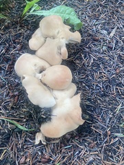 Fungi