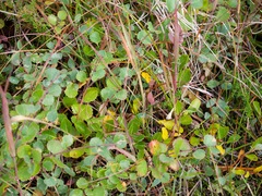 Betula nana