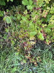 Rubus polonicus