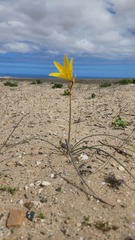 Zephyranthes bagnoldii