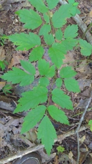 Actaea