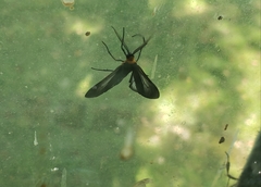 Cisseps fulvicollis