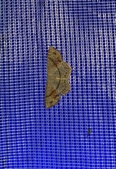 Cyclophora punctaria