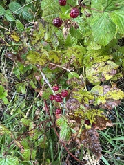 Rubus polonicus