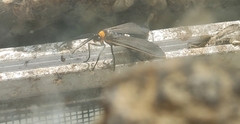 Cisseps fulvicollis
