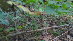 Actaea