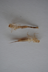 Lestidae