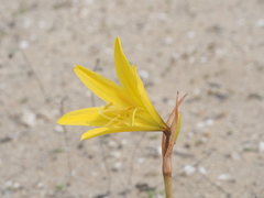 Zephyranthes bagnoldii
