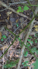 Actaea