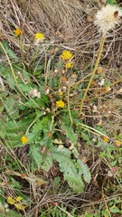 Taraxacum serotinum
