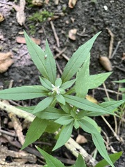 Eclipta prostrata
