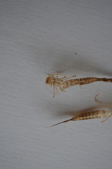 Lestidae