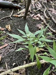 Eclipta prostrata