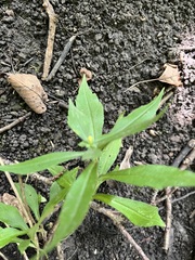 Eclipta prostrata