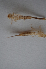 Lestidae