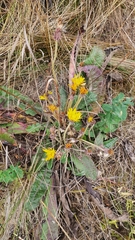 Taraxacum serotinum