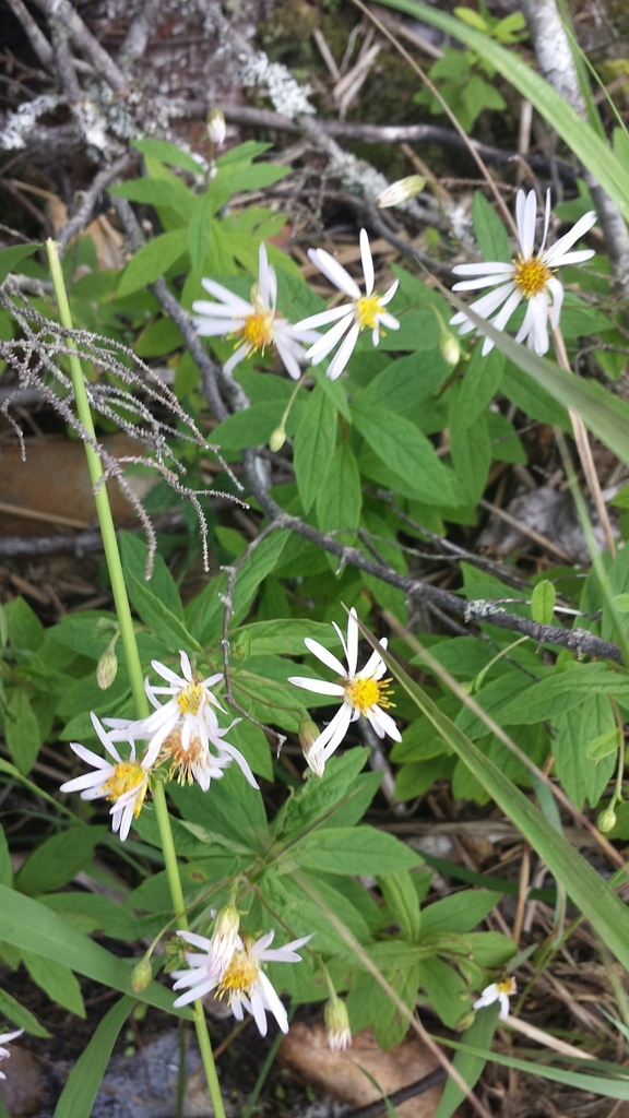 Blake's Aster