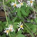 Oclemena × blakei - Photo (c) alicia penney, algunos derechos reservados (CC BY), subido por alicia penney