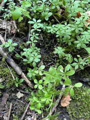 Galium triflorum